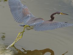 Egretta tricolor
