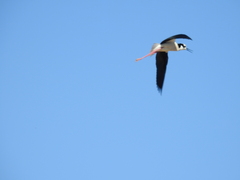 Himantopus mexicanus