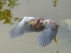 Egretta tricolor