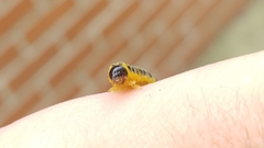 Macremphytus testaceus