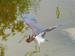 Egretta tricolor