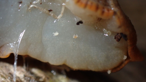 White Slug Mite