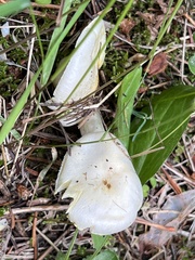 Hygrophorus chrysodon