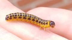 Macremphytus testaceus