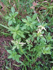 Bidens alba