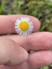 Erigeron philadelphicus