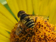 Eristalis transversa