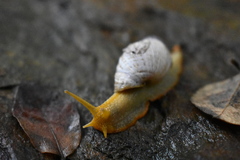 Plectostylus araucanus