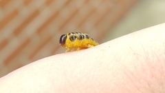 Macremphytus testaceus