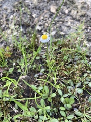 Erigeron philadelphicus