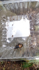 Nicrophorus mexicanus