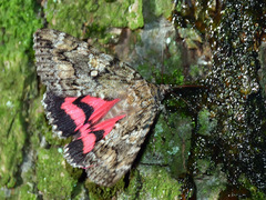 Catocala sponsa
