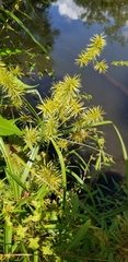 Cyperus strigosus