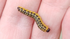 Macremphytus testaceus