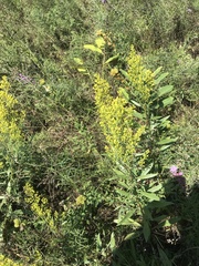 Solidago speciosa