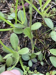 Erigeron philadelphicus