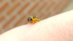 Macremphytus testaceus