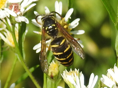 Dolichovespula