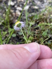 Erigeron philadelphicus
