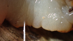 Riccardoella oudemansi