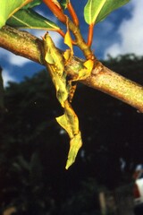 Phyllocrania paradoxa