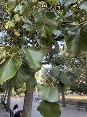 Pyrus