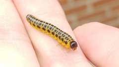 Macremphytus testaceus