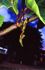 Phyllocrania paradoxa