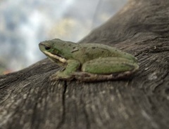 Litoria