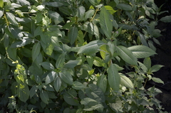 Impatiens glandulifera