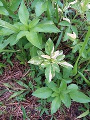 Bidens alba