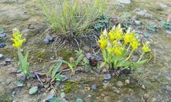 Lachenalia lutea