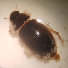 Sessilida