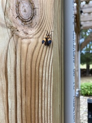 Calopteron