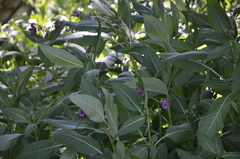 Impatiens glandulifera