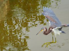 Egretta tricolor