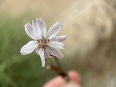 Stephanomeria