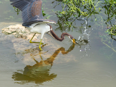 Egretta tricolor