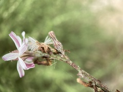Stephanomeria