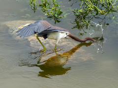 Egretta tricolor