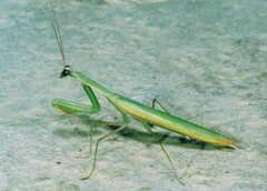 Mantodea