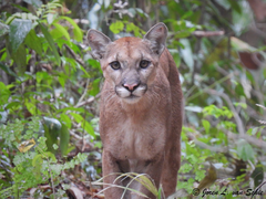 Puma concolor couguar