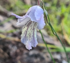 Gladiolus gracilis