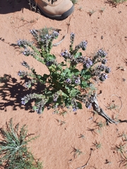 Phacelia crenulata
