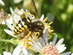 Dolichovespula arenaria
