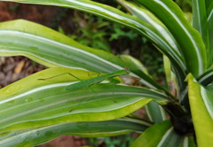 Polyspilota aeruginosa