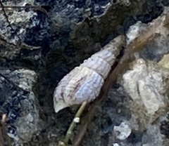 Thiaridae