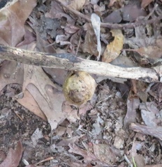 Amphibolips confluenta