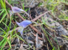 Gladiolus gracilis