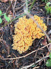 Ramaria cyaneigranosa